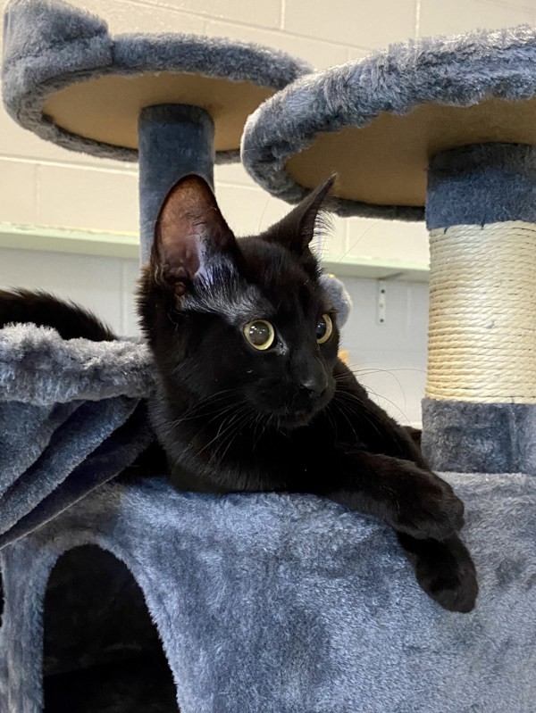 Cat for adoption Baby Kitty, a Domestic Short Hair Mix in Topeka, KS