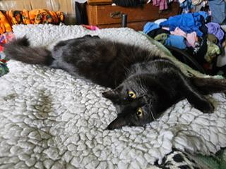Alexis, an adoptable Maine Coon in Parlier, CA, 93648 | Photo Image 1