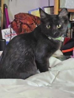 Alexis, an adoptable Domestic Medium Hair in Parlier, CA, 93648 | Photo Image 3