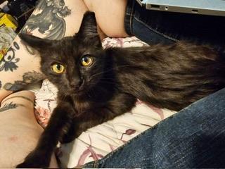 Alexis, an adoptable Domestic Medium Hair in Parlier, CA, 93648 | Photo Image 4