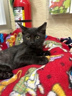 Alexis, an adoptable Maine Coon in Parlier, CA, 93648 | Photo Image 5
