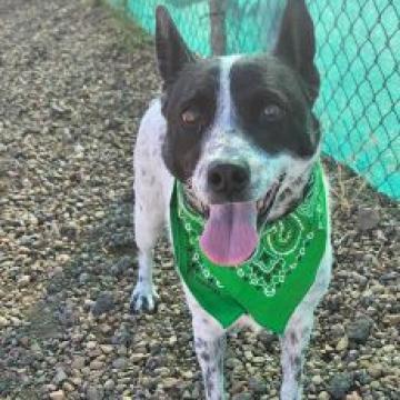 Bindi, an adoptable Australian Cattle Dog / Blue Heeler, Mixed Breed in Show Low, AZ, 85901 | Photo Image 1