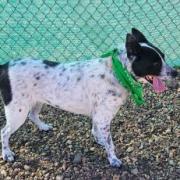 Bindi, an adoptable Australian Cattle Dog / Blue Heeler, Mixed Breed in Show Low, AZ, 85901 | Photo Image 2