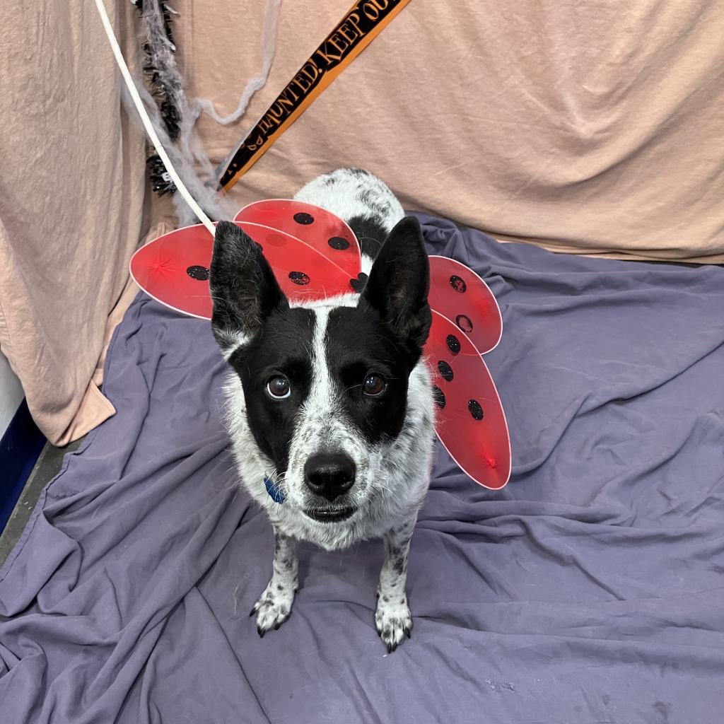 Bindi, an adoptable Australian Cattle Dog / Blue Heeler, Mixed Breed in Show Low, AZ, 85901 | Photo Image 3