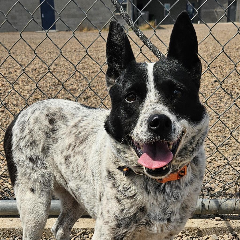 Bindi, an adoptable Australian Cattle Dog / Blue Heeler, Mixed Breed in Show Low, AZ, 85901 | Photo Image 4