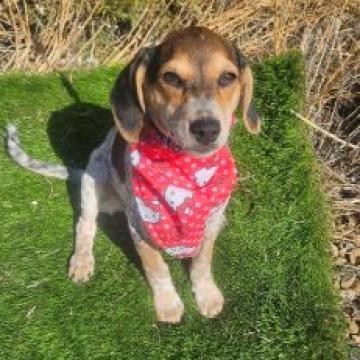 Bailey, an adoptable Beagle, Hound in Show Low, AZ, 85901 | Photo Image 1