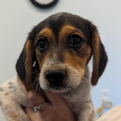 Bailey, an adoptable Beagle, Hound in Show Low, AZ, 85901 | Photo Image 2