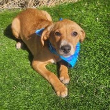 Brandy, an adoptable Beagle, Hound in Show Low, AZ, 85901 | Photo Image 1