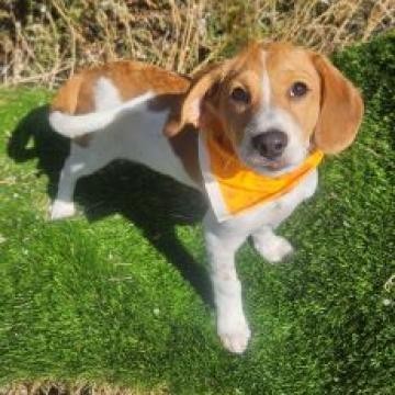 Bourbon, an adoptable Beagle, Hound in Show Low, AZ, 85901 | Photo Image 1