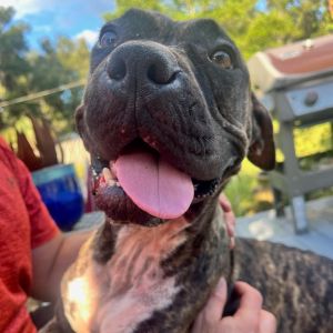 BRINLEY Mixed Breed Dog