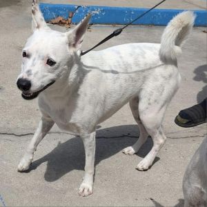 NATALIE 2 Mixed Breed Dog