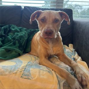 LETTIE Vizsla Dog