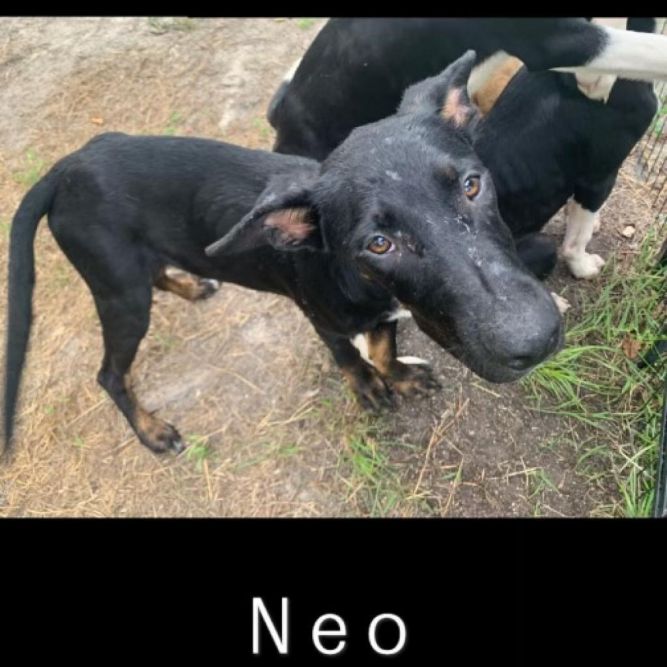 NEO