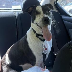 YANG Mixed Breed Dog