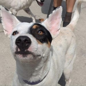DIXIE 3 Mixed Breed Dog
