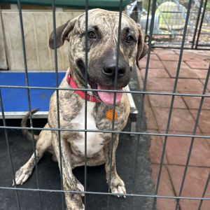 TIGER Plott Hound Dog