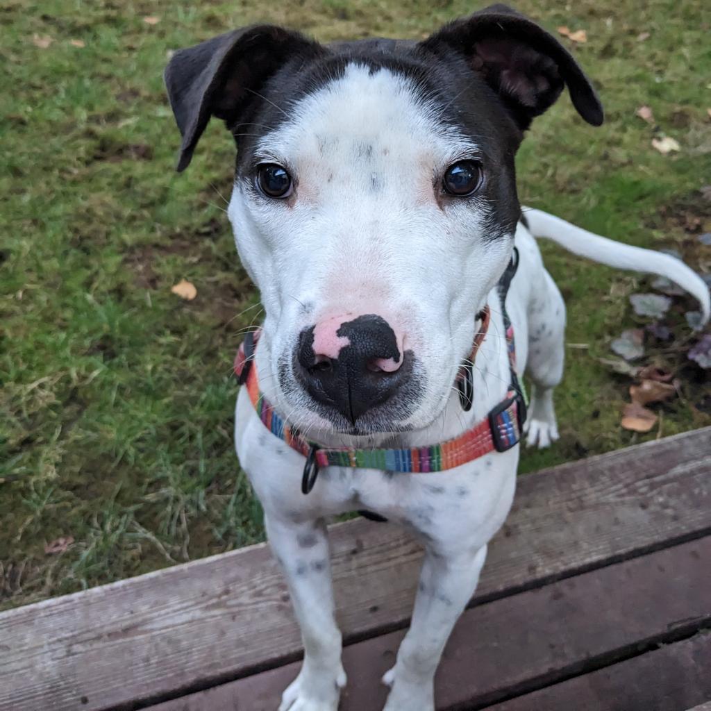 Dylan, an adoptable Pit Bull Terrier, Mixed Breed in Bend, OR, 97702 | Photo Image 1