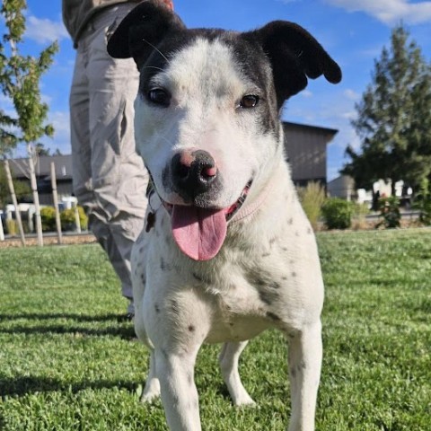 Dylan, an adoptable Pit Bull Terrier, Mixed Breed in Bend, OR, 97702 | Photo Image 2