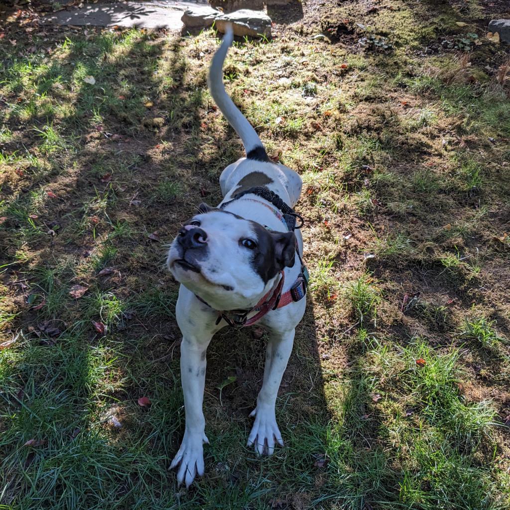 Dylan, an adoptable Pit Bull Terrier, Mixed Breed in Bend, OR, 97702 | Photo Image 2