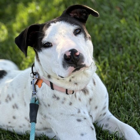 Dylan, an adoptable Pit Bull Terrier, Mixed Breed in Bend, OR, 97702 | Photo Image 3