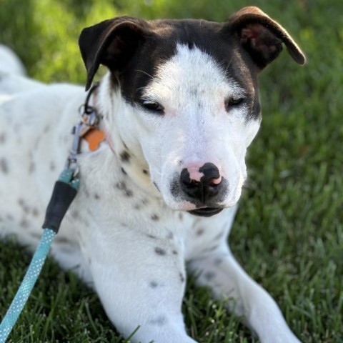 Dylan, an adoptable Pit Bull Terrier, Mixed Breed in Bend, OR, 97702 | Photo Image 4