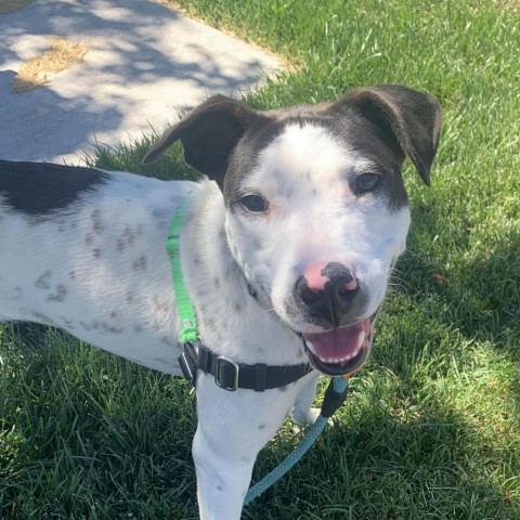 Dylan, an adoptable Pit Bull Terrier, Mixed Breed in Bend, OR, 97702 | Photo Image 5