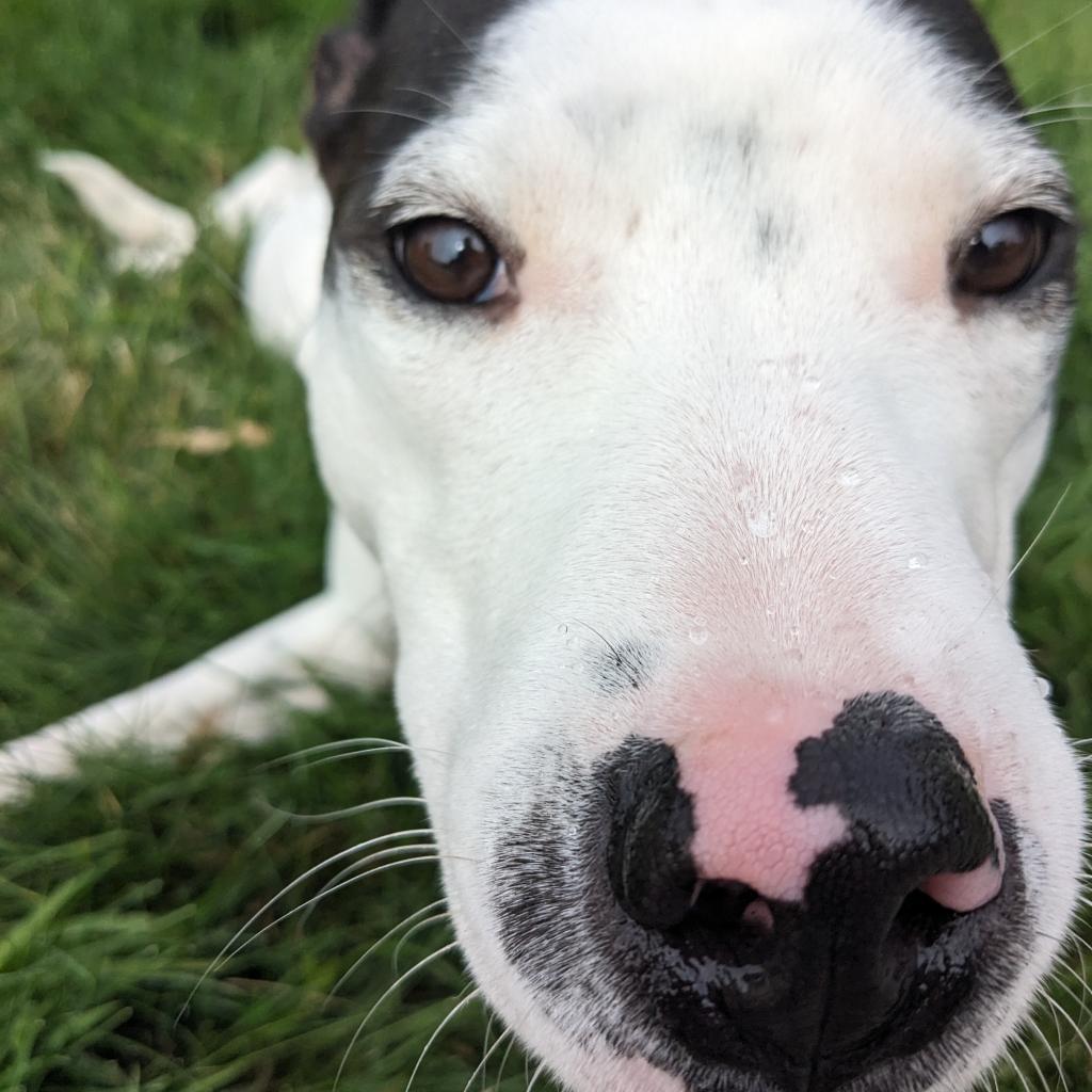 Dylan, an adoptable Pit Bull Terrier, Mixed Breed in Bend, OR, 97702 | Photo Image 6