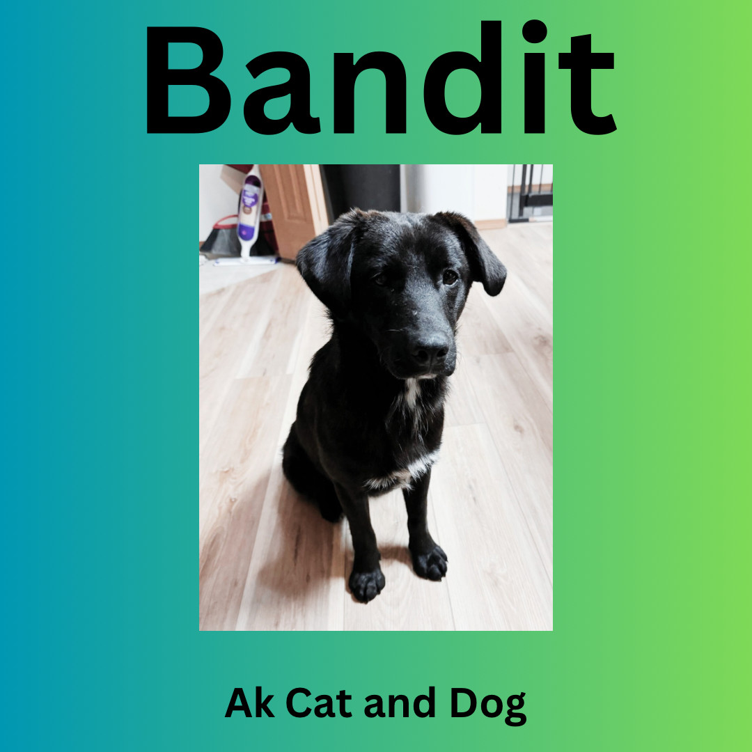 Bandit, an adoptable Labrador Retriever in Wasilla, AK, 99654 | Photo Image 1