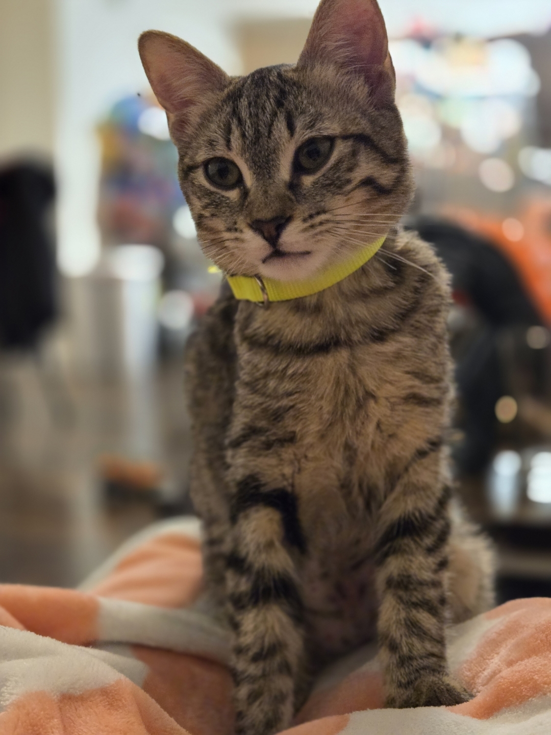 Cat for adoption Frankie, a Domestic Short Hair in Wasilla, AK