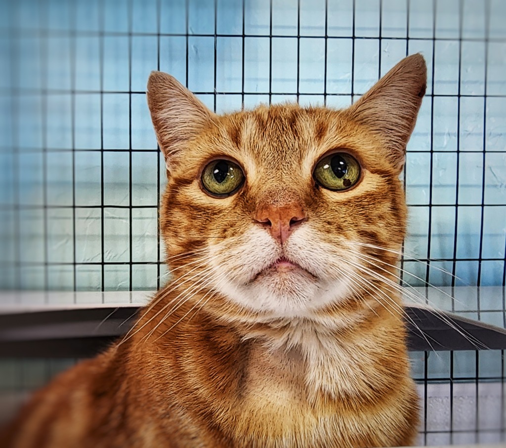 Percy, an adoptable Domestic Short Hair in Gold Beach, OR, 97444 | Photo Image 1