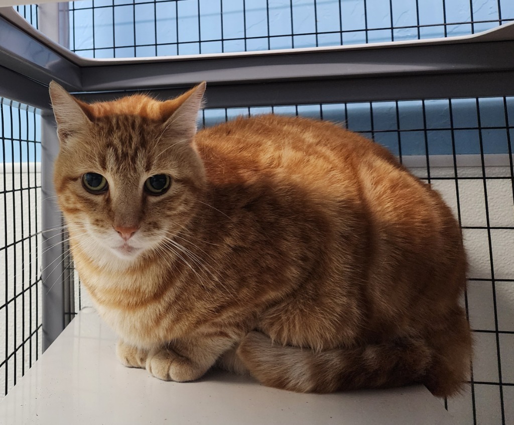 Percy, an adoptable Domestic Short Hair in Gold Beach, OR, 97444 | Photo Image 2