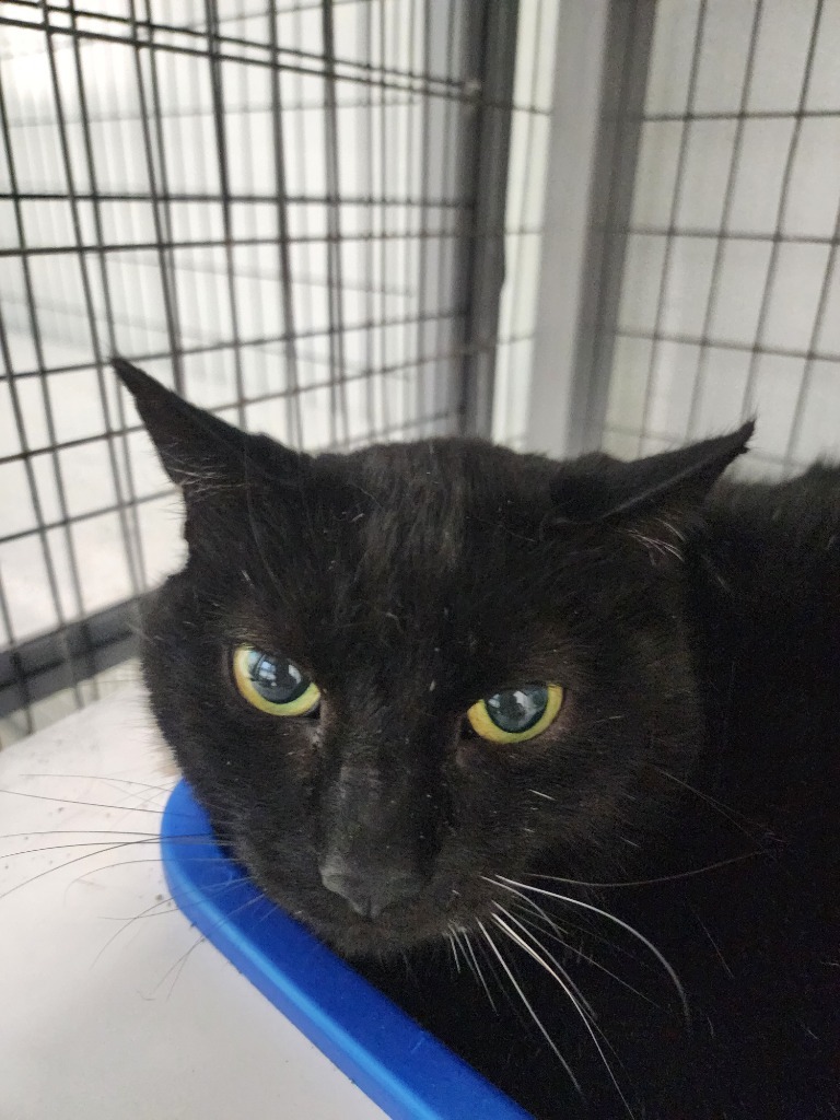 Shadow, an adoptable Domestic Short Hair in Gold Beach, OR, 97444 | Photo Image 1