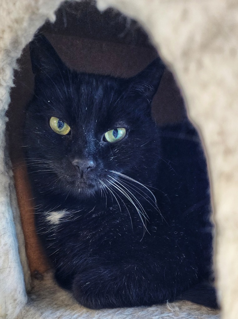 Shadow, an adoptable Domestic Short Hair in Gold Beach, OR, 97444 | Photo Image 1