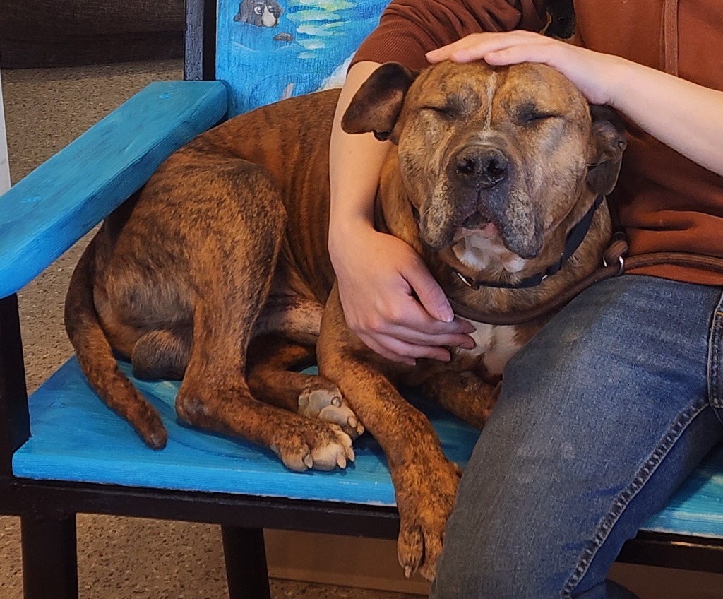 Bruno, an adoptable American Staffordshire Terrier in Gold Beach, OR, 97444 | Photo Image 1