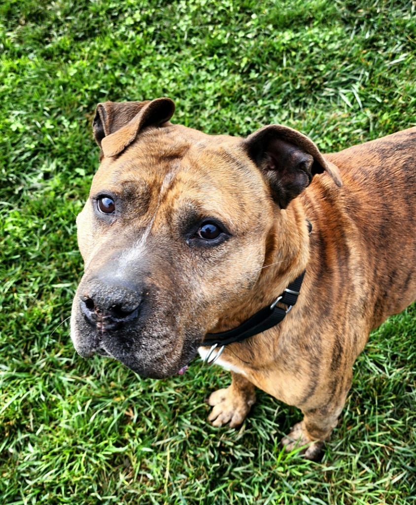 Bruno, an adoptable American Staffordshire Terrier in Gold Beach, OR, 97444 | Photo Image 3