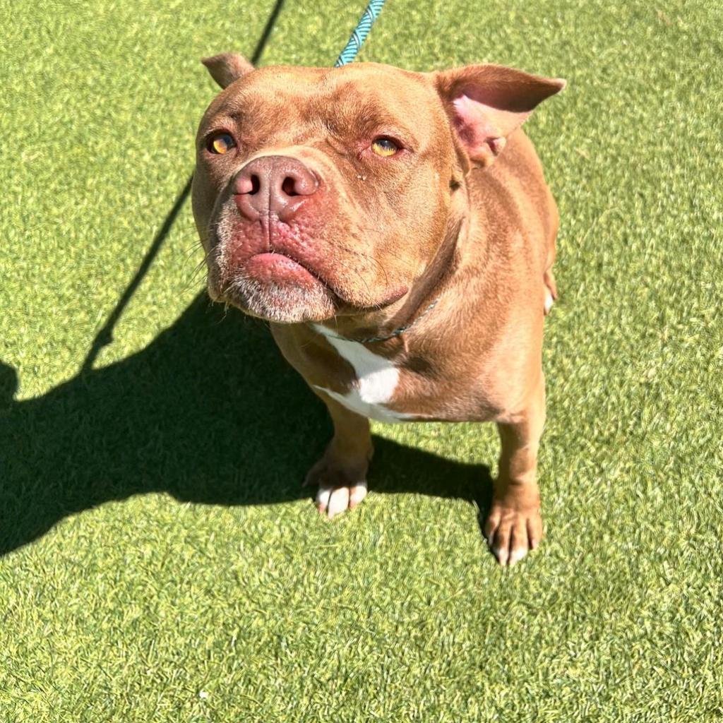 Canelo