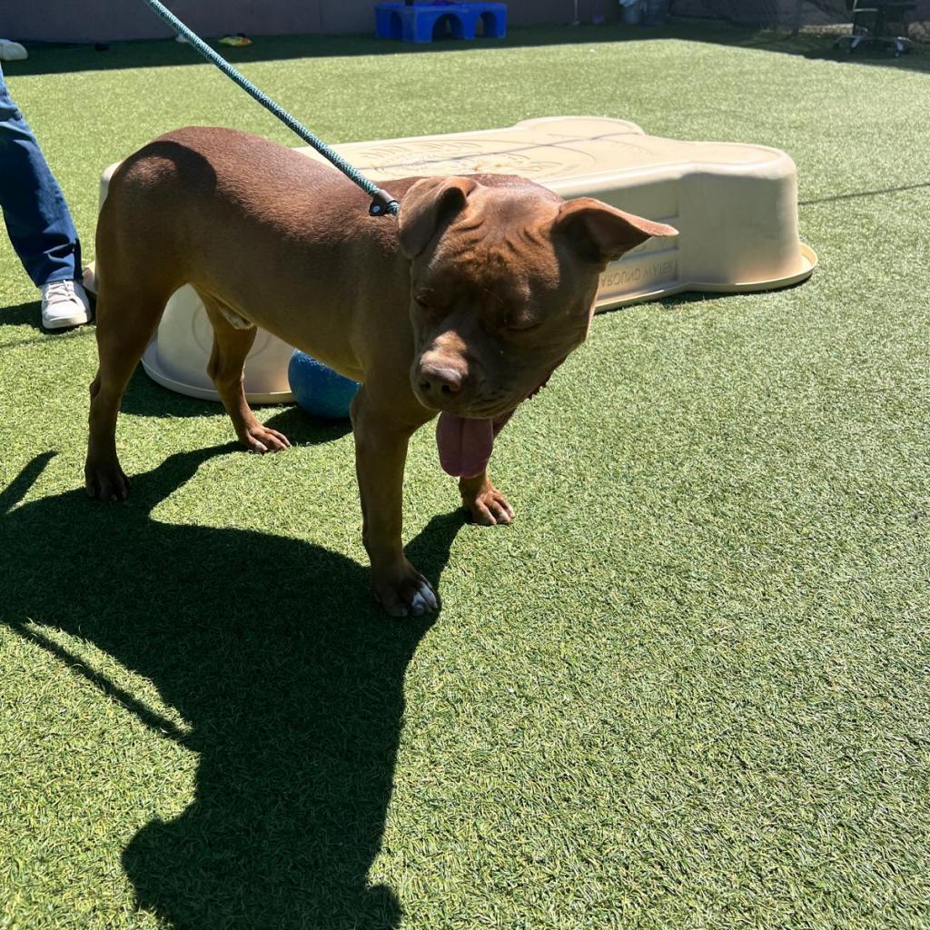 Canelo