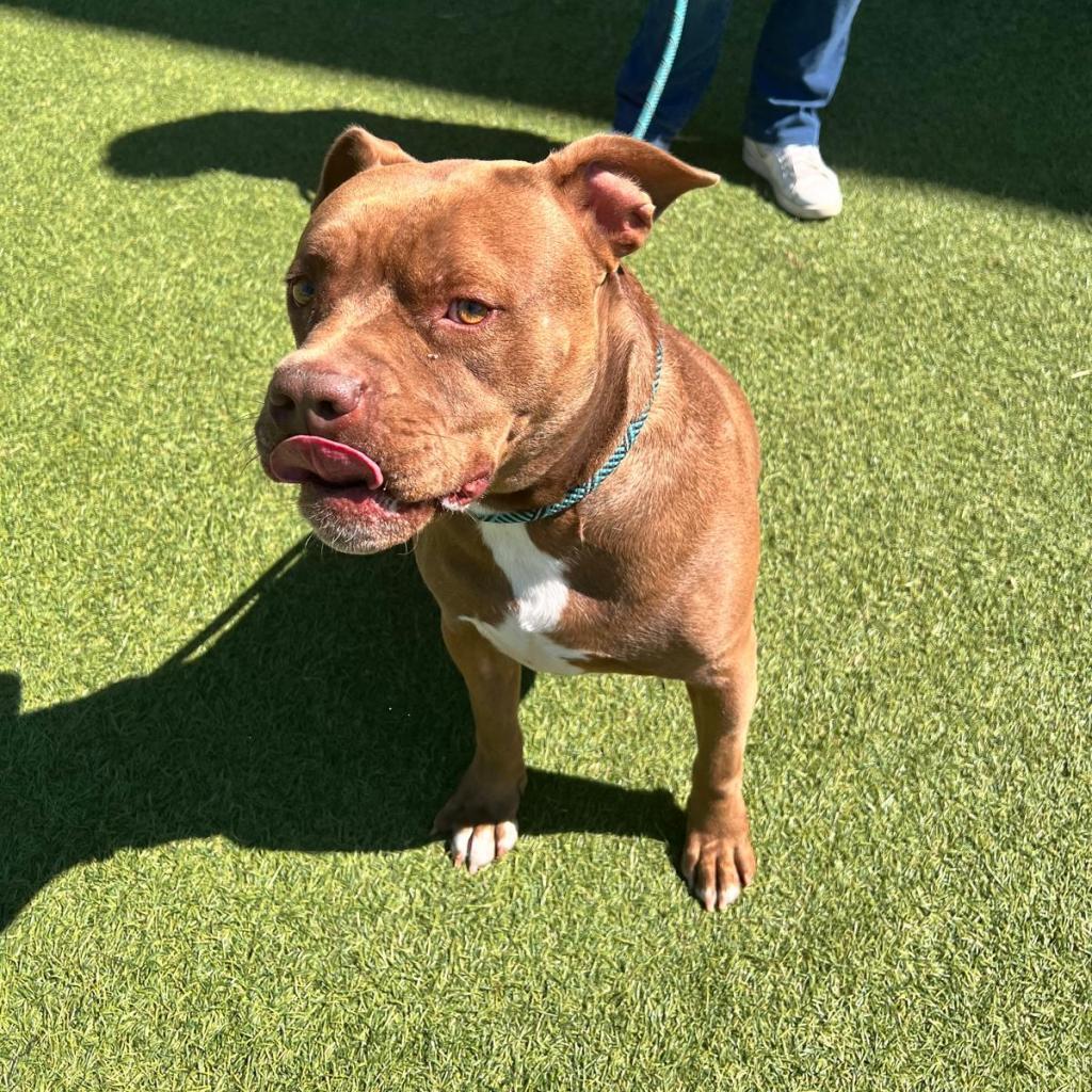 Canelo
