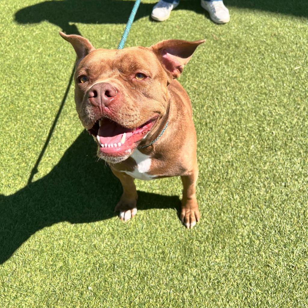 Canelo