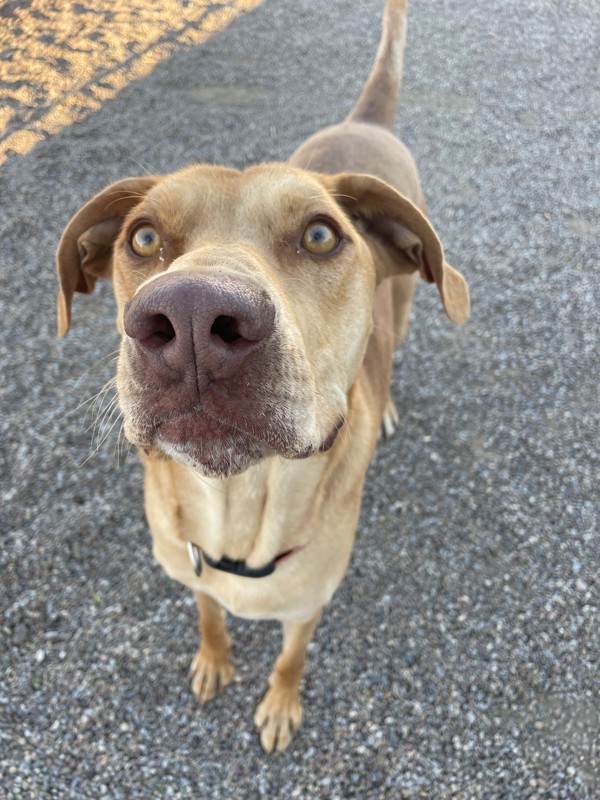 Pete, an adoptable Mixed Breed in Great Falls, MT, 59405 | Photo Image 1