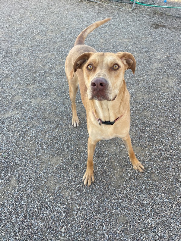 Pete, an adoptable Mixed Breed in Great Falls, MT, 59405 | Photo Image 2