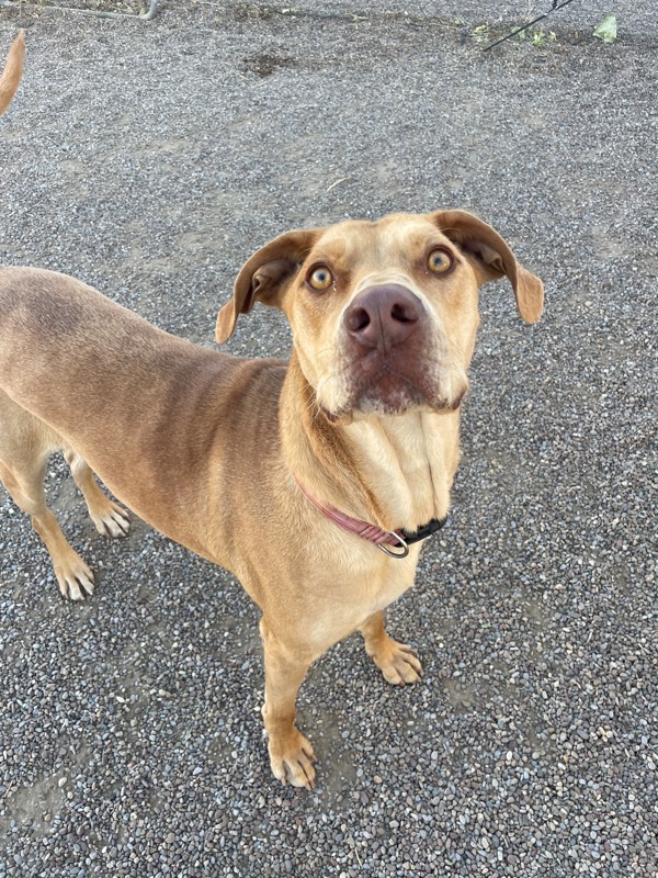 Pete, an adoptable Mixed Breed in Great Falls, MT, 59405 | Photo Image 3