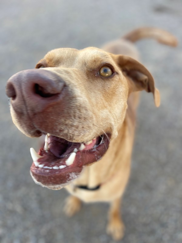 Pete, an adoptable Mixed Breed in Great Falls, MT, 59405 | Photo Image 4