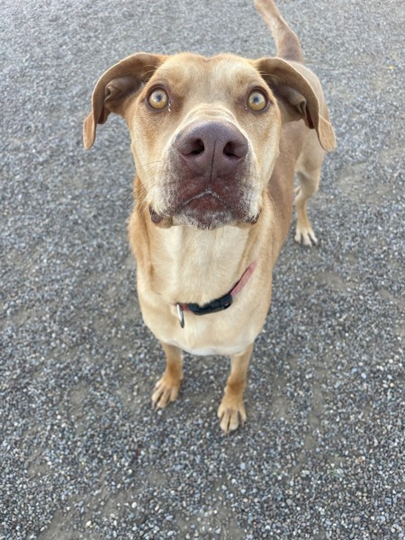 Pete, an adoptable Mixed Breed in Great Falls, MT, 59405 | Photo Image 5