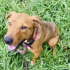 Brian, Adult Male Mixed Breed