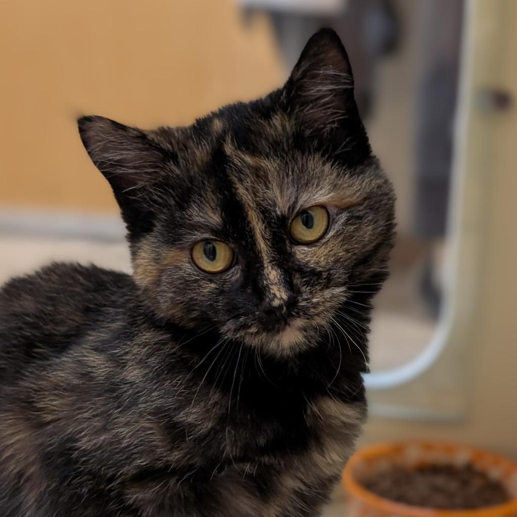 Curry, an adoptable Domestic Short Hair in Thomaston, ME, 04861 | Photo Image 1