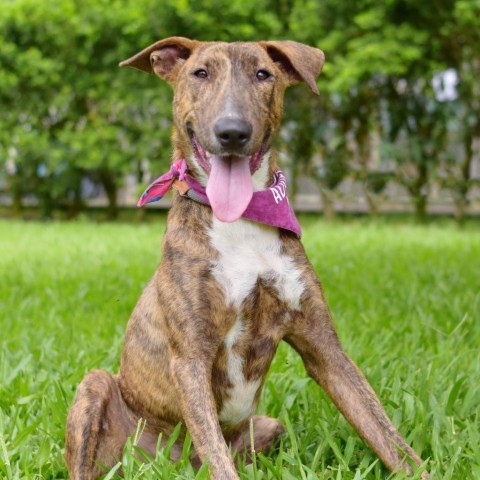 Raspberry, an adoptable Mixed Breed in Kailua Kona, HI, 96740 | Photo Image 1