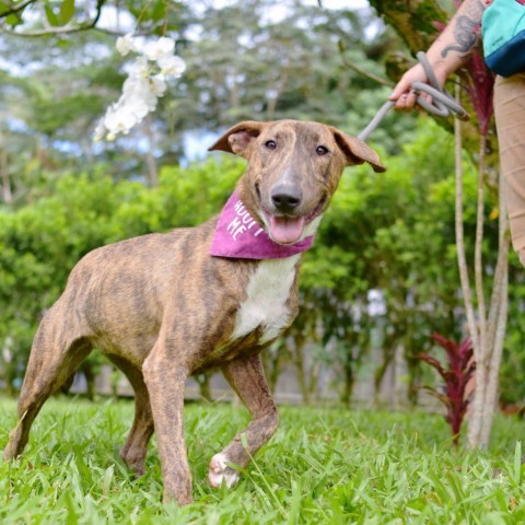 Raspberry, an adoptable Mixed Breed in Kailua Kona, HI, 96740 | Photo Image 2