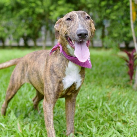 Raspberry, an adoptable Mixed Breed in Kailua Kona, HI, 96740 | Photo Image 3