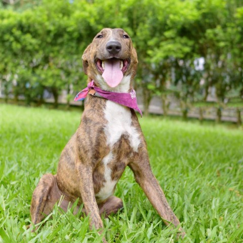 Raspberry, an adoptable Mixed Breed in Kailua Kona, HI, 96740 | Photo Image 4